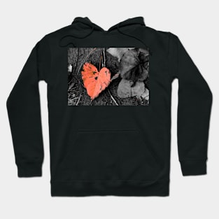 Fall in Love Hoodie